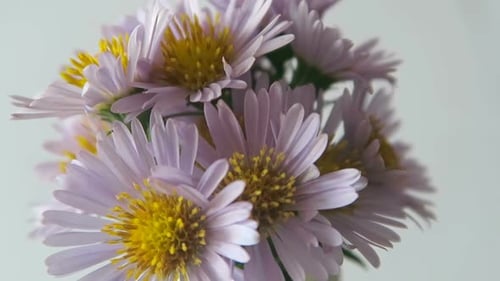 Light Purple Flowers with Yellow Centers Close-up