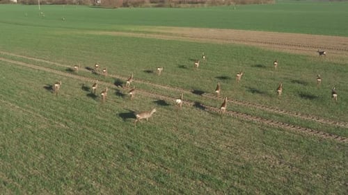 Aerial View of a Deer Herd in Field