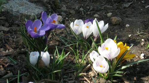 Time-lapse of colorful crocuses growing in a field