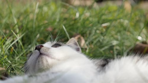 Domestic kitten rests in the field 4K 2160p 30fps UHD footage - Felis catus pet sneaks around in th