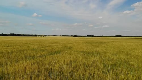 Moving Forward Over a Ripe Rye Field Russia
