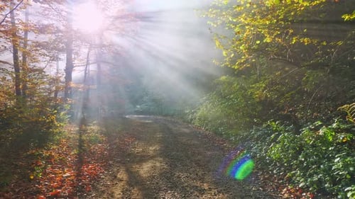 Autumn landscape. The sun shining in the autumn forest.