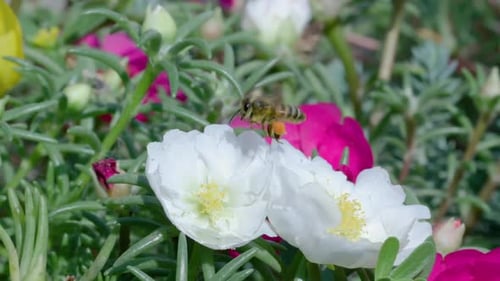 Close Up of One Honey Bee Flying Around Honeysuckle Flowers