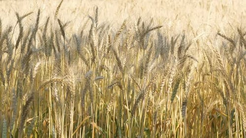 Grain Field