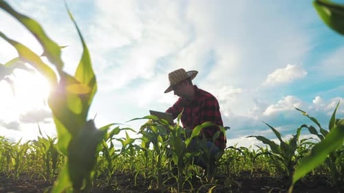 Farmer Using Laptop in Corn Field