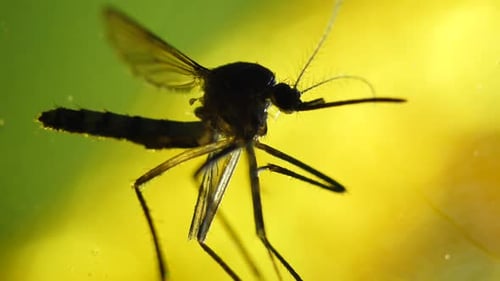 Mosquito Analysis