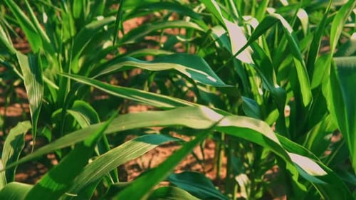 View Green Corn Plants