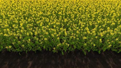 Blühendes Rapsfeld
