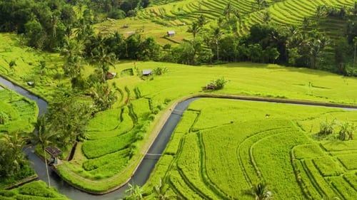 Lush Rice Terraces and Palm Trees from Above