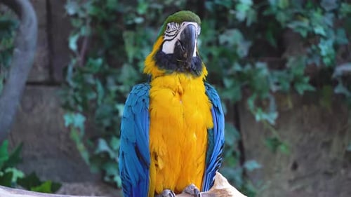 Blauer und gelber Ara-Ara-Papagei blinkt mit den Augen und zwitschert laut Nahaufnahme im Dschungel oder Regenwald