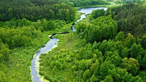 Green algae on the river in spring, aerial view