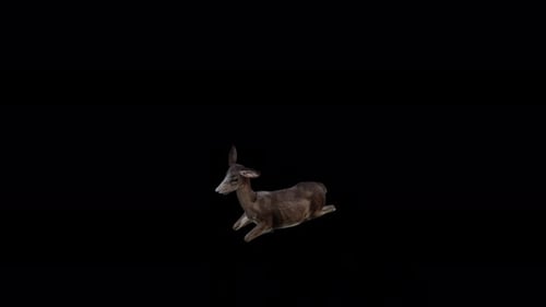 Black Deer Doe Sitzansicht von oben aus dem Winkel vorne