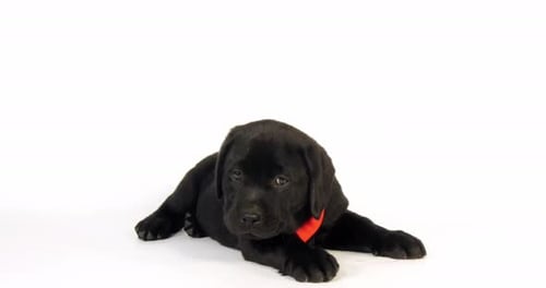 Schwarzer Labrador-Retriever, Welpe trägt eine Fliege auf weißem Hintergrund, leckt sich die Nase, Normandie