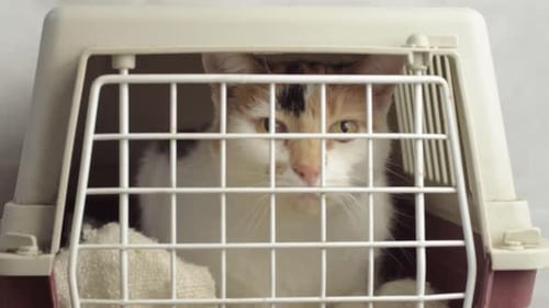 Adorable Calico Cat in Pet Carrier