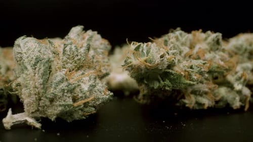 Close Up of Green Plant Matter on Black