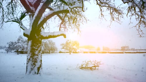 Snow Capped Forest Trees in Cold Winter Season