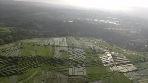 Bright Skies and Lush Green Rice Terraces Surrounded By Green Plants