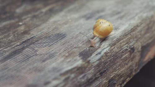 Little Mature Snail on a Wood