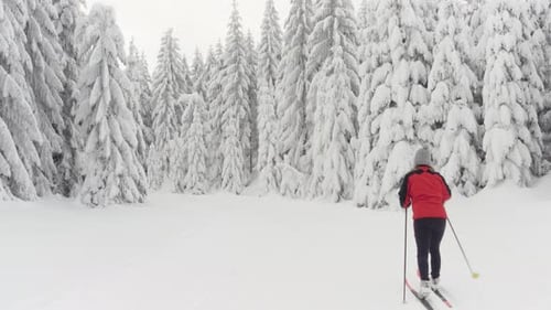 Crosscountry Skiers Ski and Walk Up and Down a Trail in a Snowcovered Forest Landscape in Winter