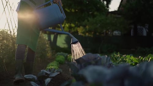 Woman watering plants in a vegetable garden