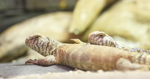 Lézard