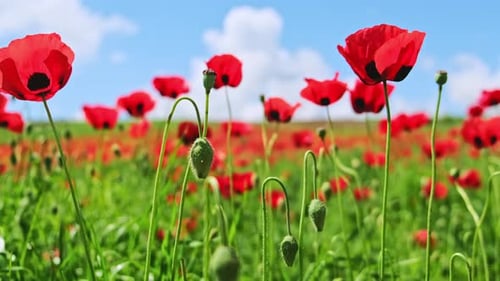 Beautiful landscape of summer poppy field with red flowers mowing on wind