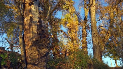 Nice views of the forest at sunset