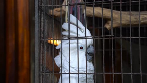 Close-up de uma cacatua branca em uma gaiola, estendendo a crista da cabeça.