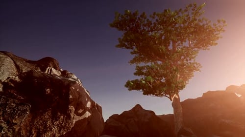 Sun Beams Through Trees