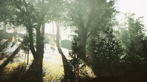 Hyperlapse in a Summer Forest in Fog