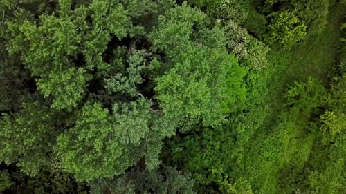 Drone's Eye View Top Down View of Woodland Mysterious Forest Trees