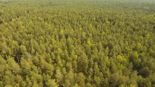 Flight Over the Green Forest