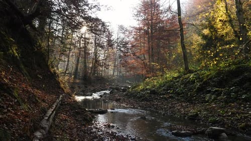 River in an autumn forest
