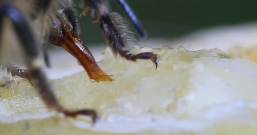 European Honey Bee, apis mellifera, black Bee Licking Honey, Hive in Normandy, Real Time 4K