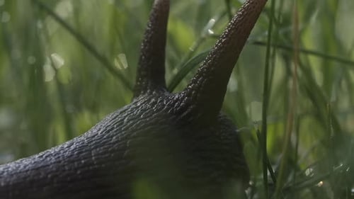 Close Up of Lovely Big Beautiful Snail with Moving Antennae