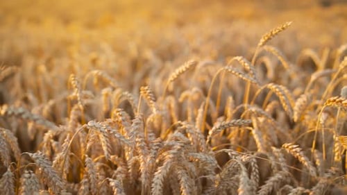 Ripe Wheat Field Closeup in the Rays of the Setting Sun