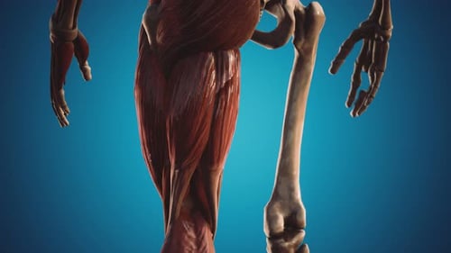 Sistema muscular y esquelético del cuerpo humano
