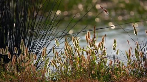 Reeds And Lake In Nature
