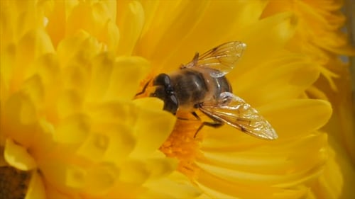 Bee on a Flower. An Active Bee in the Field Collects Pollen on a Yellow Flower.