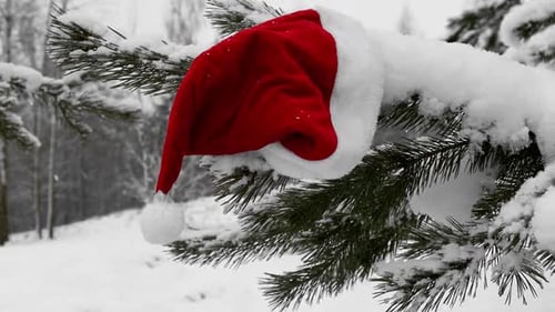 Santa Hat on Snow Covered Tree Branch
