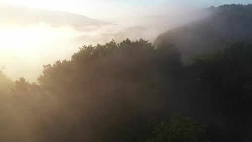 Aerial Forest Fog Landscape