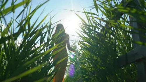 Woman walking in a reed field on a sunny day