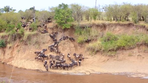 Wildebeest at muddy Mara River crossing decide not to swim yet, Kenya