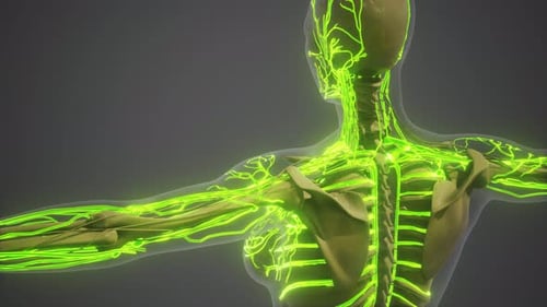 3D Animated Human Lymphatic System Medical Visualization