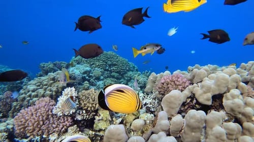 Vibrant Fish Swim Near Coral Reef Underwater