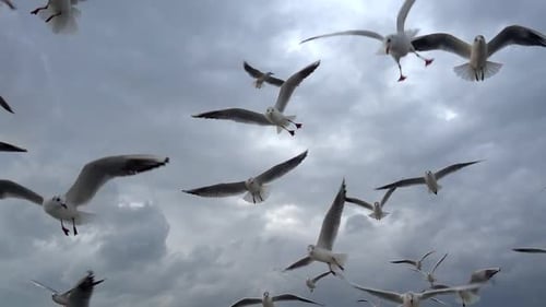 Seagulls Flying Against a Cloudy Sky