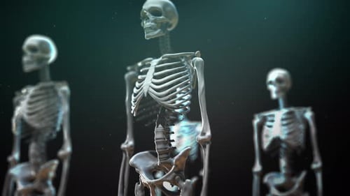 Animated 3D Human Skeleton Rotation for Medical and Science
