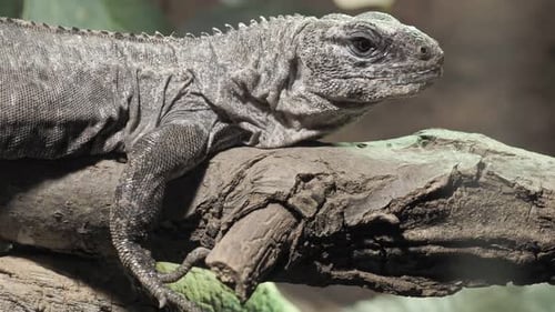 L'iguane Utila sur une branche (Ctenosaura bakeri) est une espèce de lézard en danger critique d'extinction.