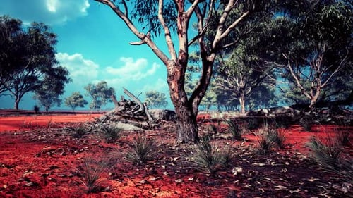 Acacia Tree in the Open Savanna Plains of East Africa Botswana