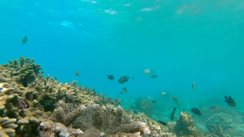 Underwater Life. Lots of Tropical Fishes at a Coral Reef. Slowmotion Shot